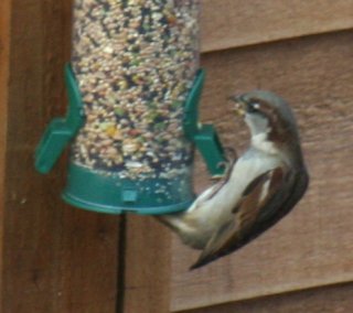 Female Chaffinch feeding on a seed feeder