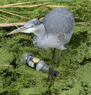 Heron stepping over Tango bottle
